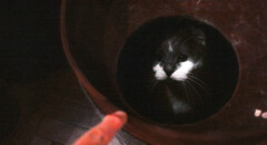 あなの猫