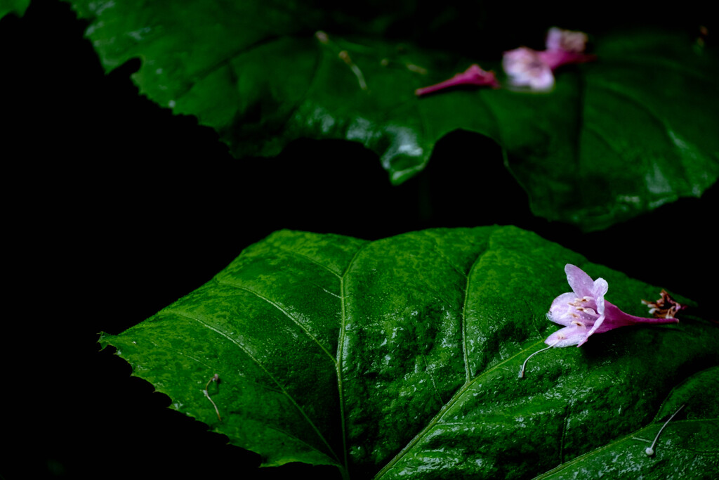 蕗の葉と花