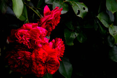 残っていた薔薇