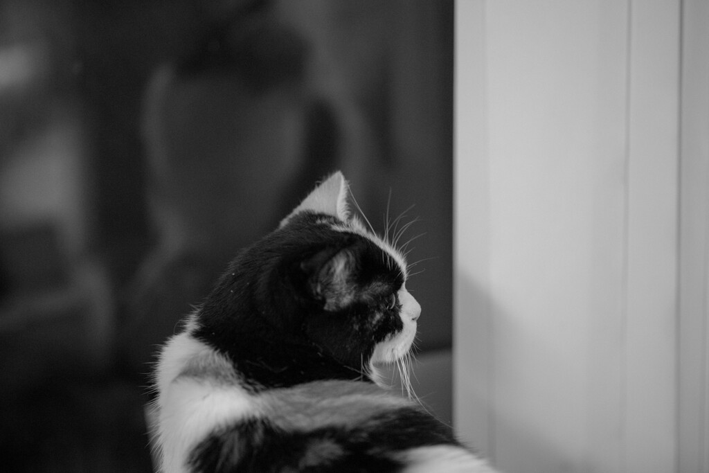 振り向く猫