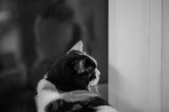 振り向く猫