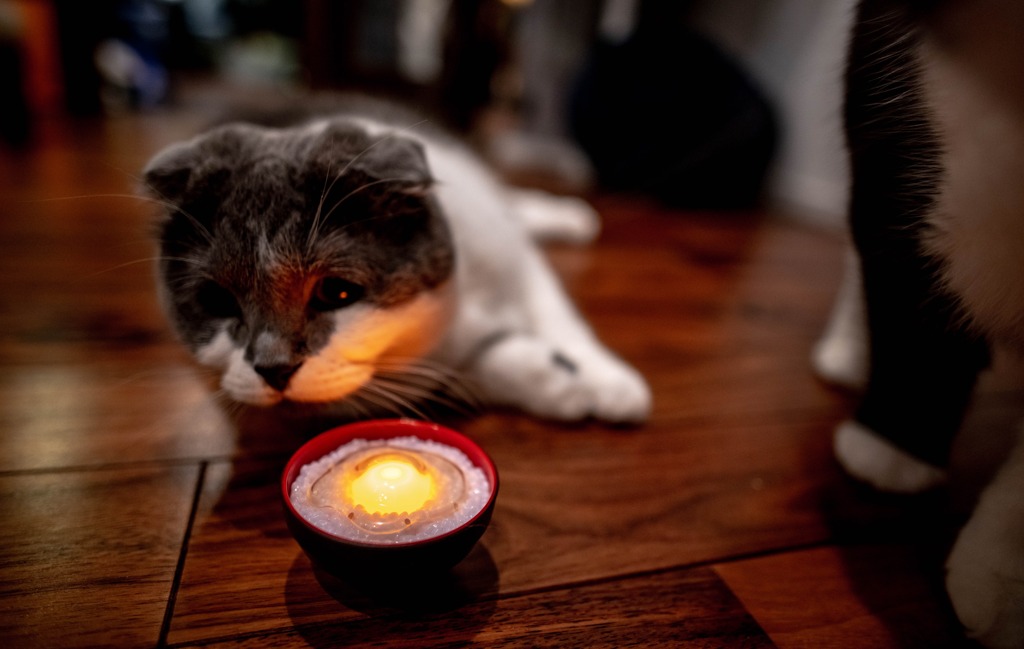 玉子かけご飯の玩具と猫