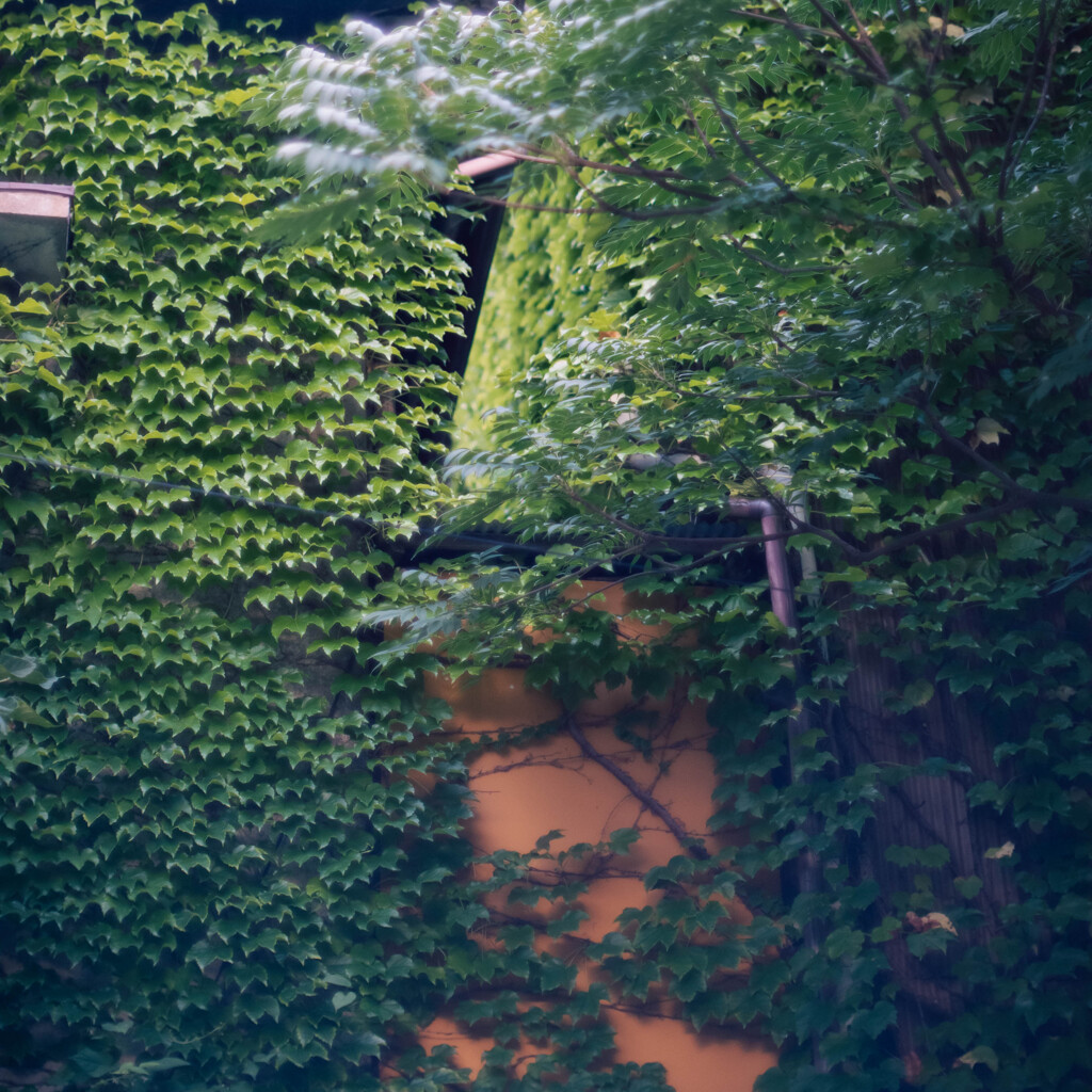 蔦植物の家