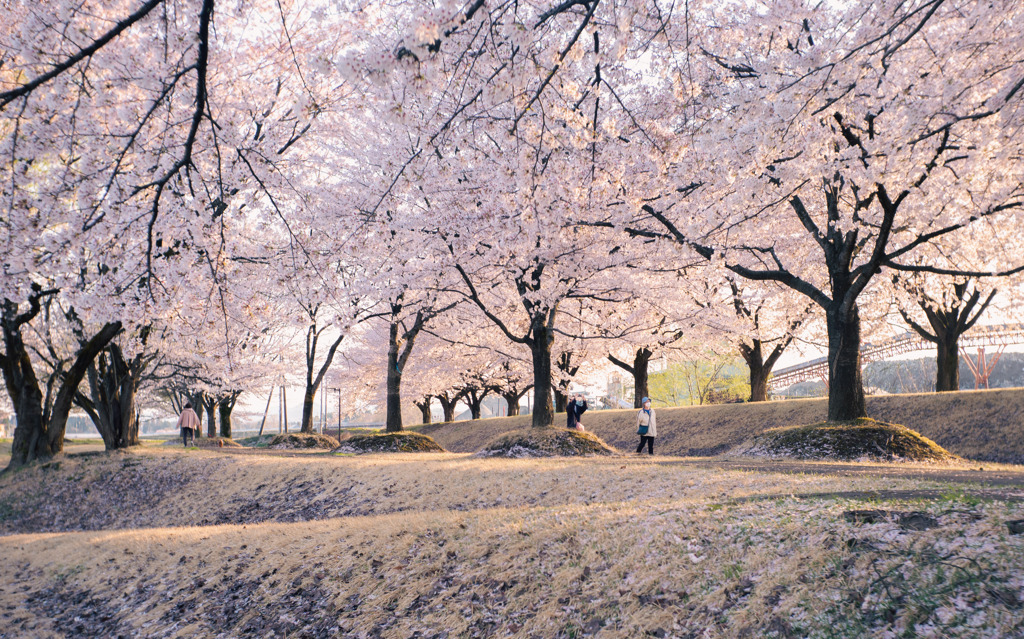 桜ももう終わる