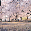 桜ももう終わる