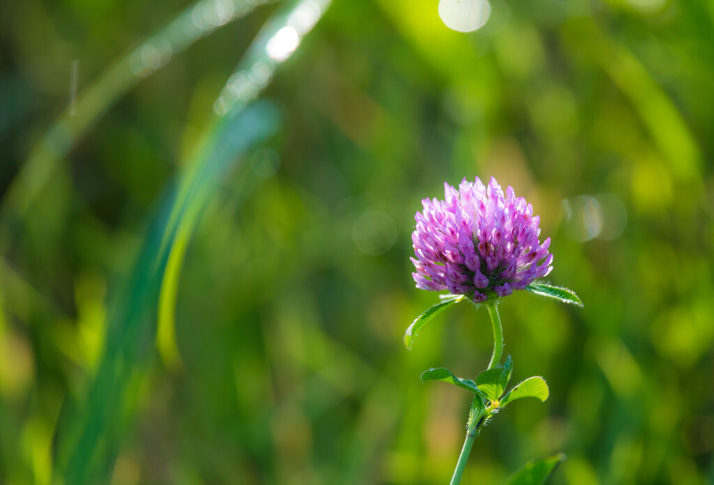 秋の花