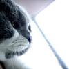 よこがお