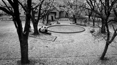 桜絨毯の公園