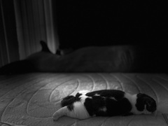 眠るねこ