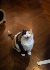 にゃー