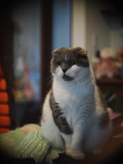 正座する猫