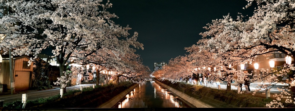 福島江の桜