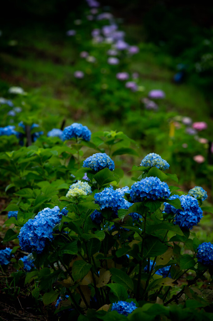 紫陽花