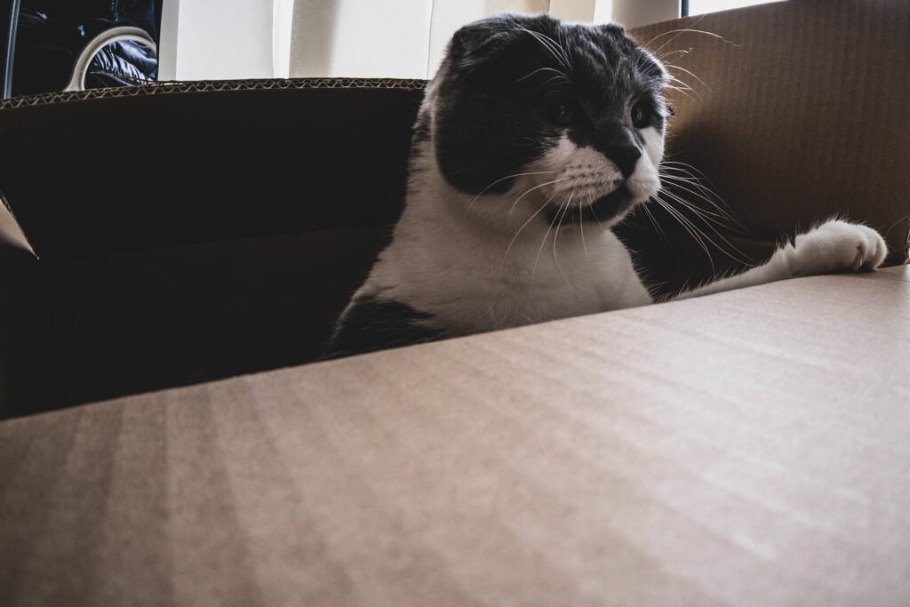 ダンボールねこ