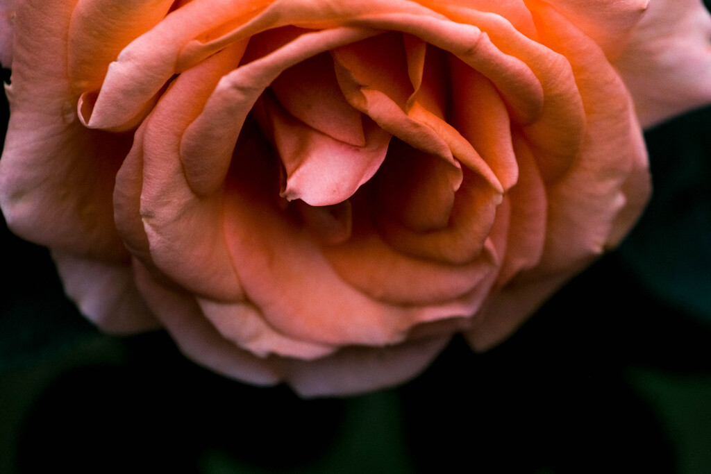 薔薇