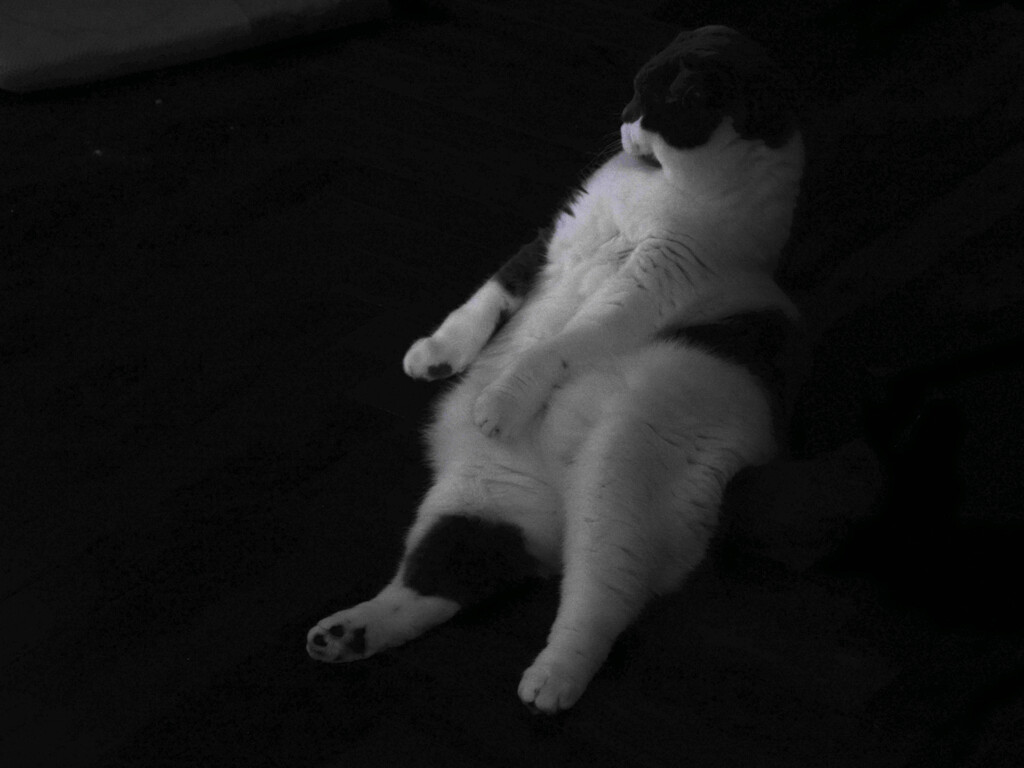 すわるねこ