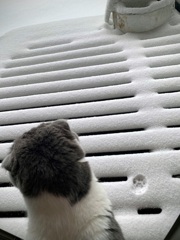 一歩であきらめる