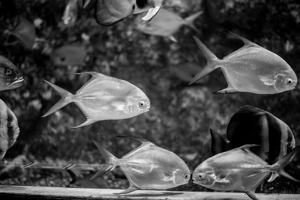 水族館