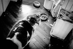 食事に不満足な猫
