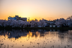 桜咲く夕暮れ