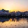 桜咲く夕暮れ