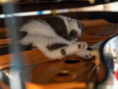 いたずら猫