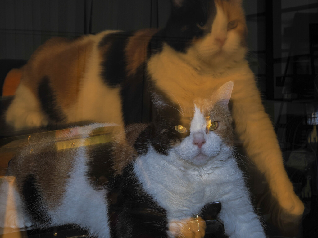 幽体離脱ねこ