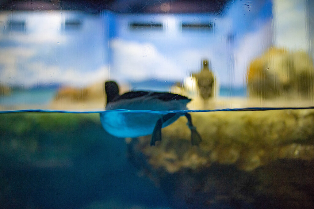 水族館のペンギン