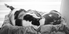 絡み合う猫