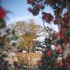 花にかこまれる高田城