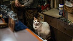 マスターの猫