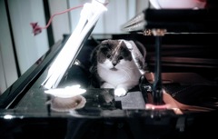 これから怒られる猫