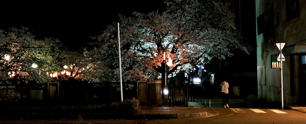 夜桜