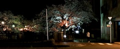 夜桜