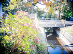 枯れかけた紫陽花
