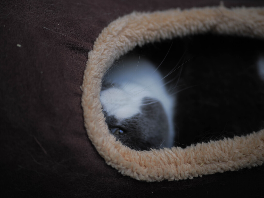 覗くねこ