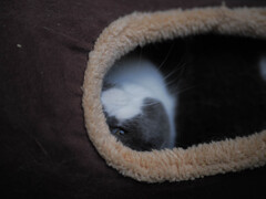 覗くねこ