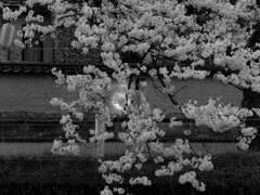 桜を愛でるひと