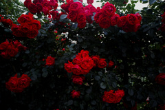 赤い薔薇