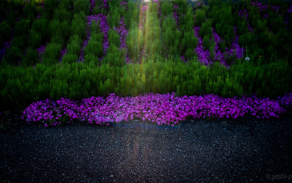芝桜