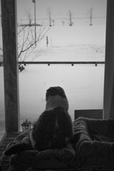 外を見つめる猫