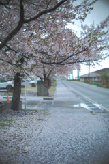 桜の路
