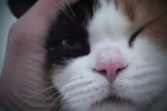ミケ