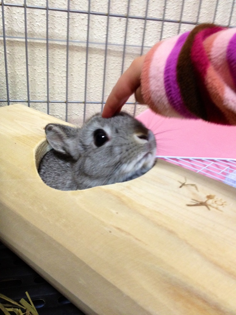 うさぎとわたし