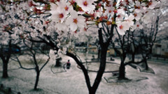 桜散る公園