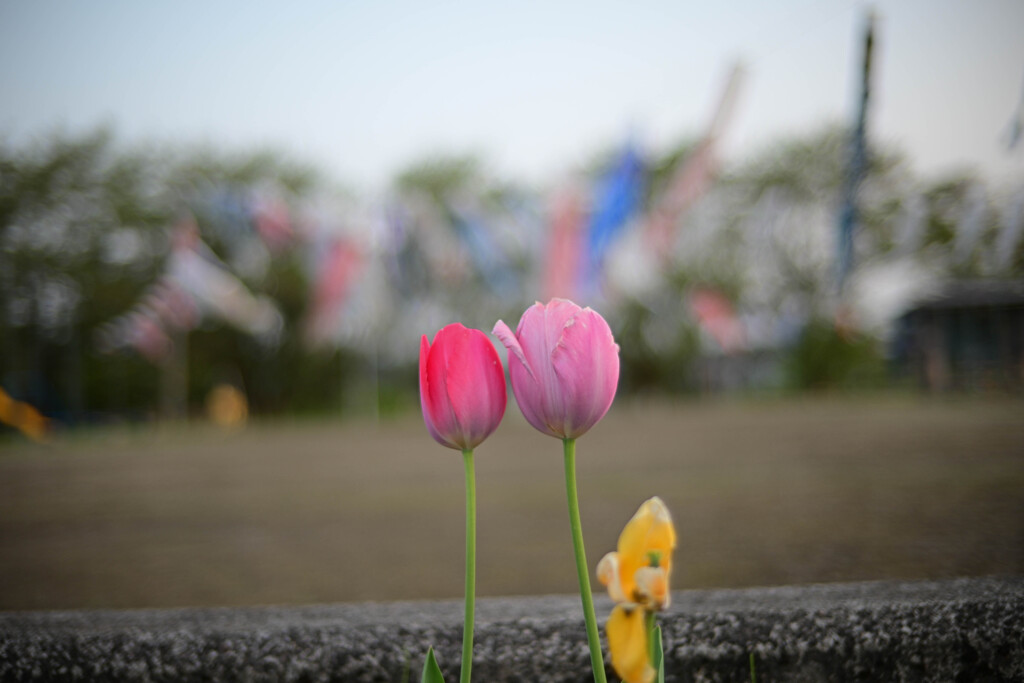 ある春の日
