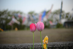 ある春の日
