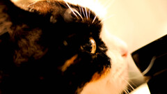 猫の目