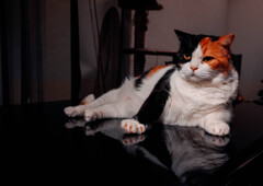 ピアノの上の猫