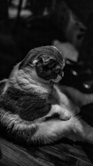 くつろいで座る猫